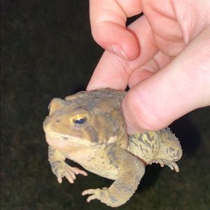 Meet your Posher, Tanner